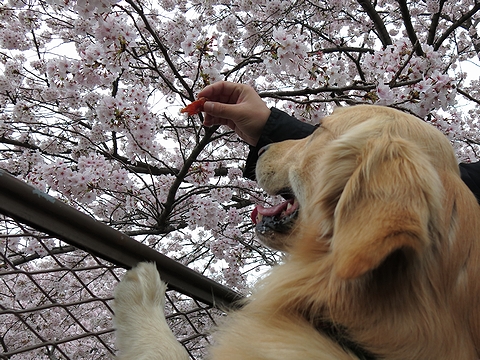 ゴールデンレトリバー、カイザー皇帝、花よりジャーキー＠2013年春のお花見