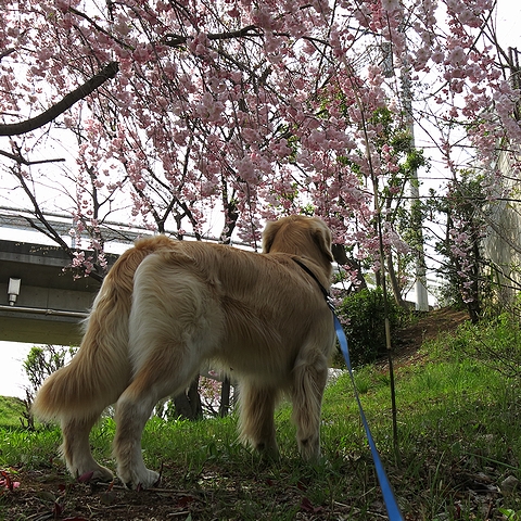 ゴールデンレトリバー、カイザー皇帝と2013年春のお花見@桜の散歩道(南町田-つきみ野)