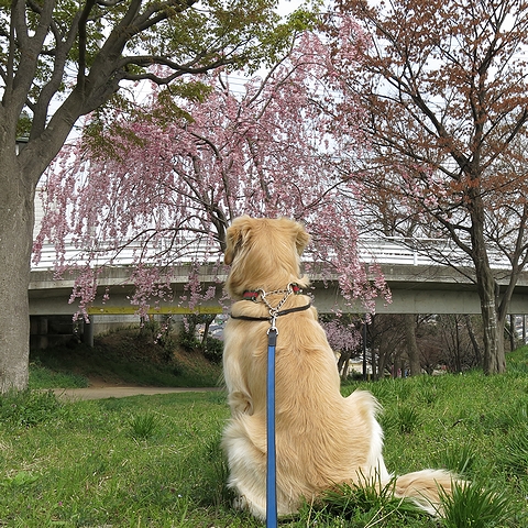 ゴールデンレトリバー、カイザー皇帝と2013年春のお花見＠桜の散歩道（南町田－つきみ野）