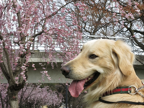 ゴールデンレトリバー、カイザー皇帝と2013年春のお花見＠桜の散歩道（南町田－つきみ野）