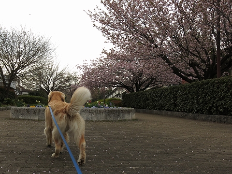 ゴールデンレトリバー、カイザー皇帝と2013年春のお花見@桜の散歩道(つきみ野-東林間)