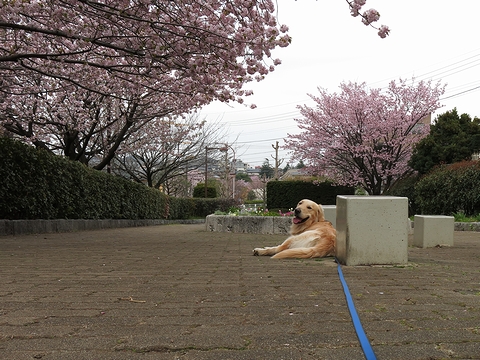 ゴールデンレトリバー、カイザー皇帝と2013年春のお花見@桜の散歩道(つきみ野-東林間)