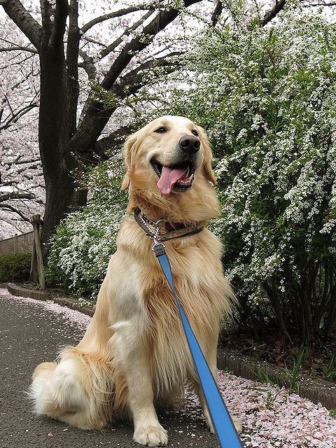 ゴールデンレトリバー、カイザー皇帝と2013年春のお花見@恩田川