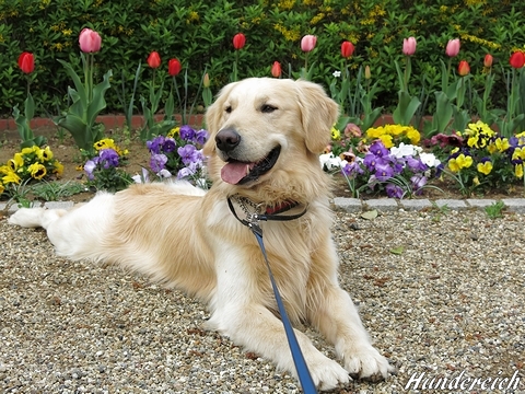 ゴールデンレトリバー、カイザー皇帝の肖像