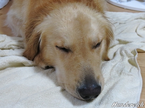 ゴールデンレトリバー、カイザー皇帝の肖像