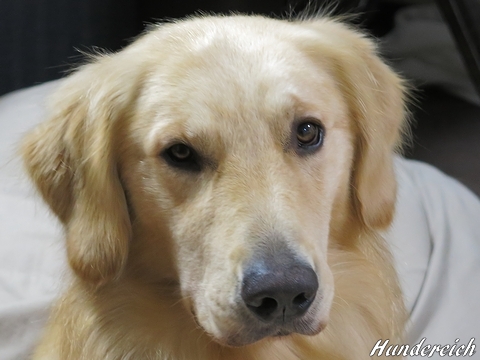 ゴールデンレトリバー、カイザー皇帝の肖像