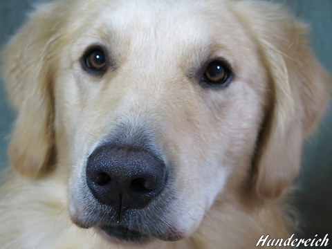 ゴールデンレトリバー、カイザー皇帝の肖像