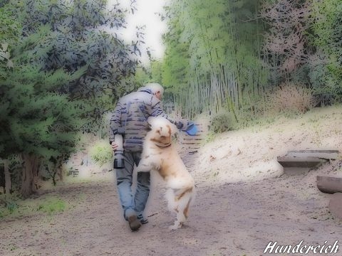 ゴールデンレトリバー、カイザー皇帝の肖像