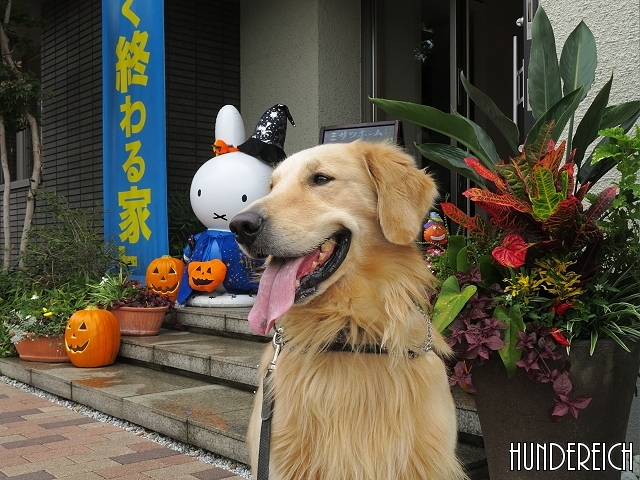 ゴールデンレトリバー、カイザー皇帝の肖像