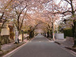 桜のトンネル。