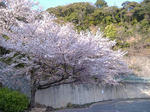 駐車場の桜。