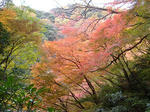 もみじ１。