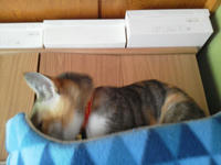 P1010079.jpg