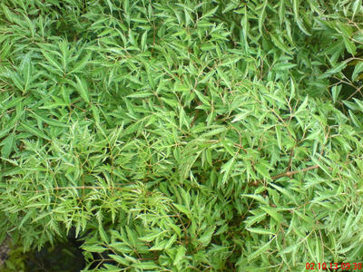 Chữa bệnh viêm khớp bằng lá đinh lăng