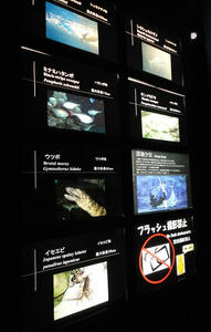 120916seapara3.jpg