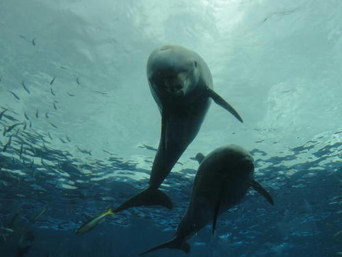 120916seapara7.jpg