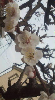 20090222151536.jpg