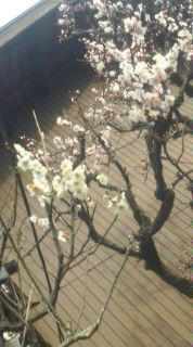 20090222151447.jpg