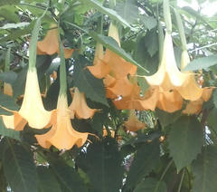 datura.jpg