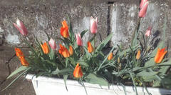 20100409083653.jpg