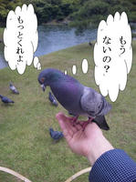 hato.JPG