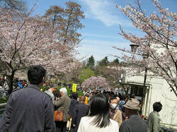 sakura3.JPG