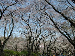 sakura2.JPG