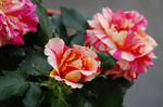704f017d.jpg