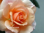 P1010016.JPG