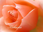 P1010054.JPG