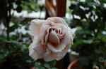 DSC_0110.jpg