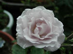 P1010003.JPG