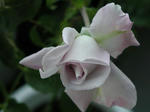 P1010008.JPG