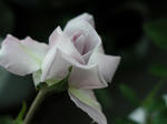 P1010013.JPG