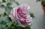 DSC_0021.jpg
