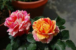 DSC_0017.JPG