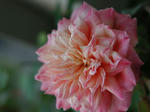 P9250010.jpg