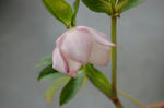 pink.JPG
