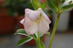 pink2.JPG