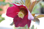 0319red.JPG