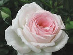 12955307_248.jpg