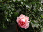 P6050055.jpg
