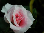 P9250012.jpg