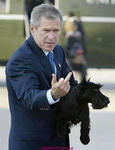 bush3.jpg