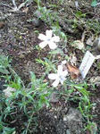 Image0481.jpg