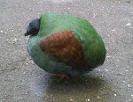 ks_02.gif