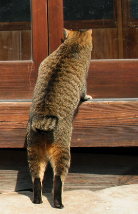 うりあし