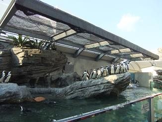 ペンギン