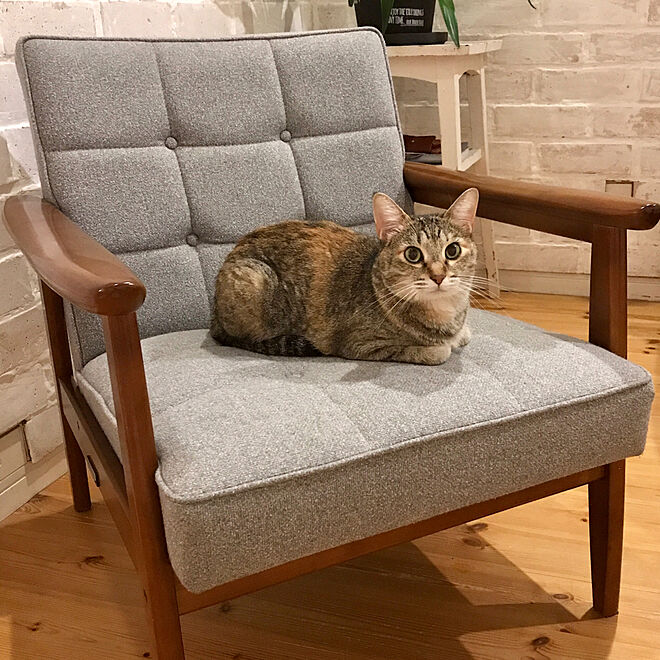 カリモク60とペットのいる暮らし|Ding Ding Blog - Long Life カリモク60とペットのいる暮らし|Ding Ding Blog - Long Life