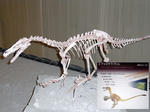 RIMG0235.jpg